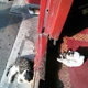Illustration for article titled The Cats of Chinas Forbidden City